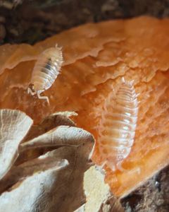 Мориці Porcellio Hoffmannseggi Orange