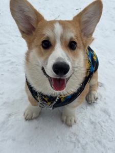 Цуценя вельш коргі пемброк