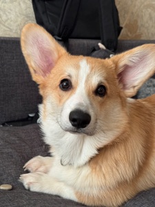 Цуценя вельш коргі пемброк