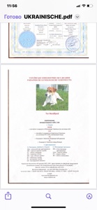 Цуценята Джек Расел Терьер