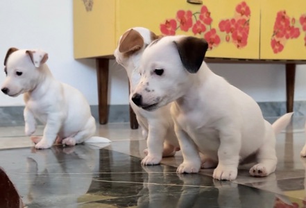 Цуценята Джек Расел Терьер