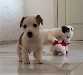 Цуценята Джек Расел Терьер