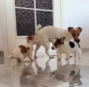 Цуценята Джек Расел Терьер