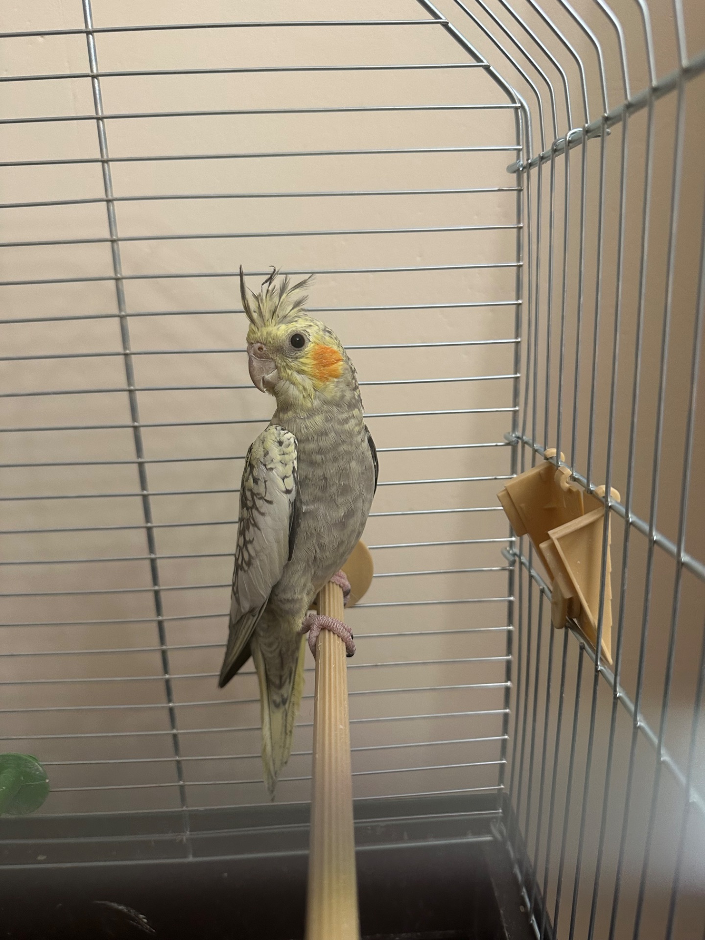 породам попугая с клеткой