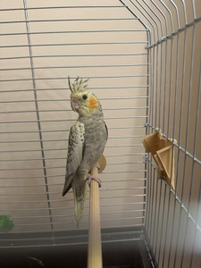 породам попугая с клеткой