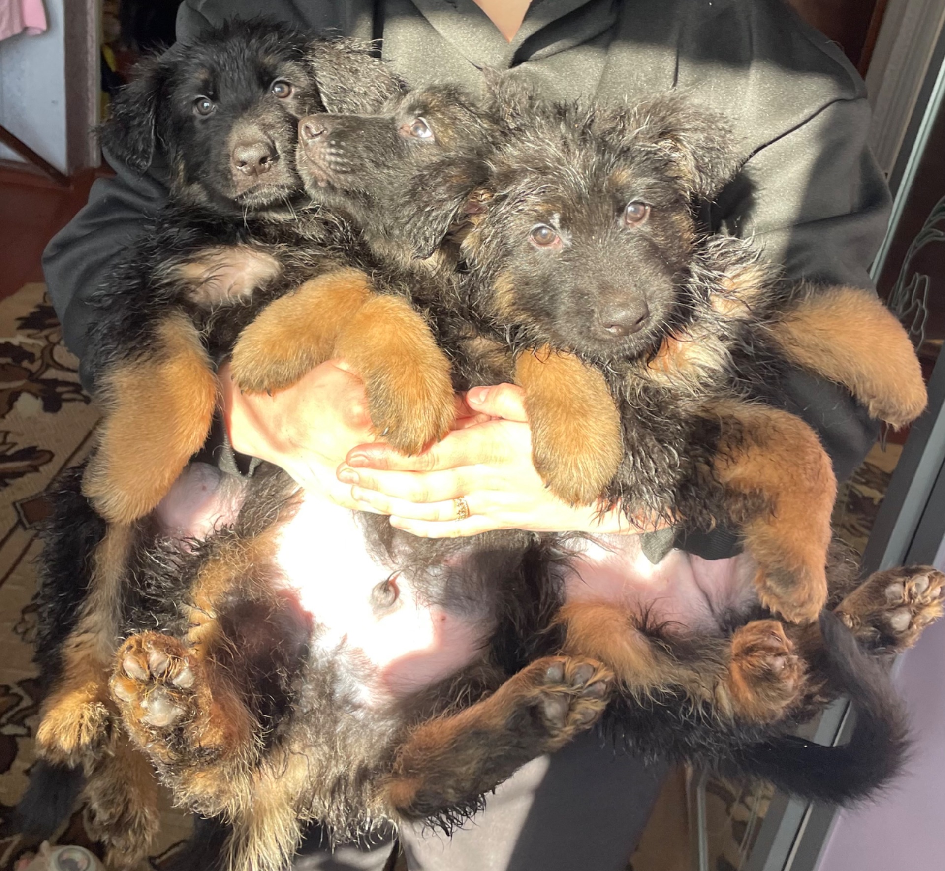 Продам Щенков Овчарки