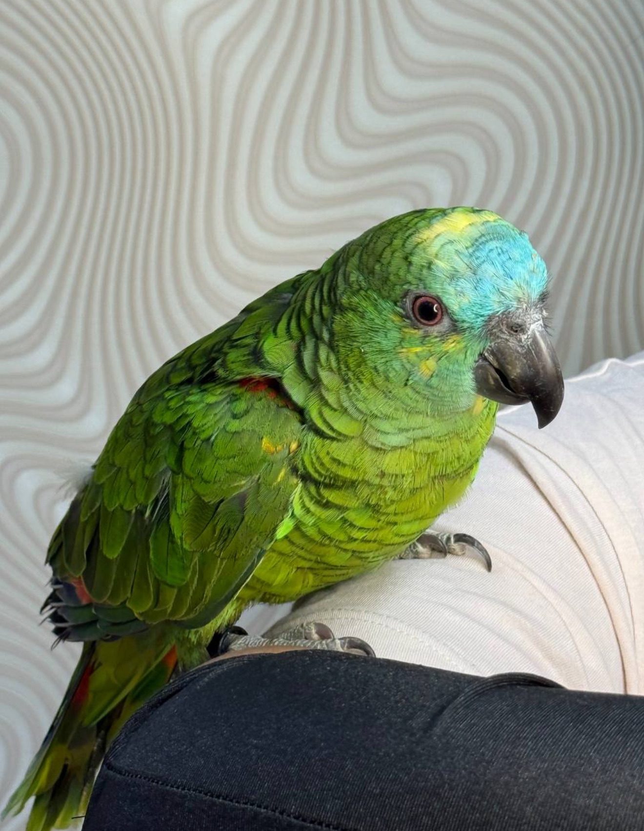 Продам папугу Амазон