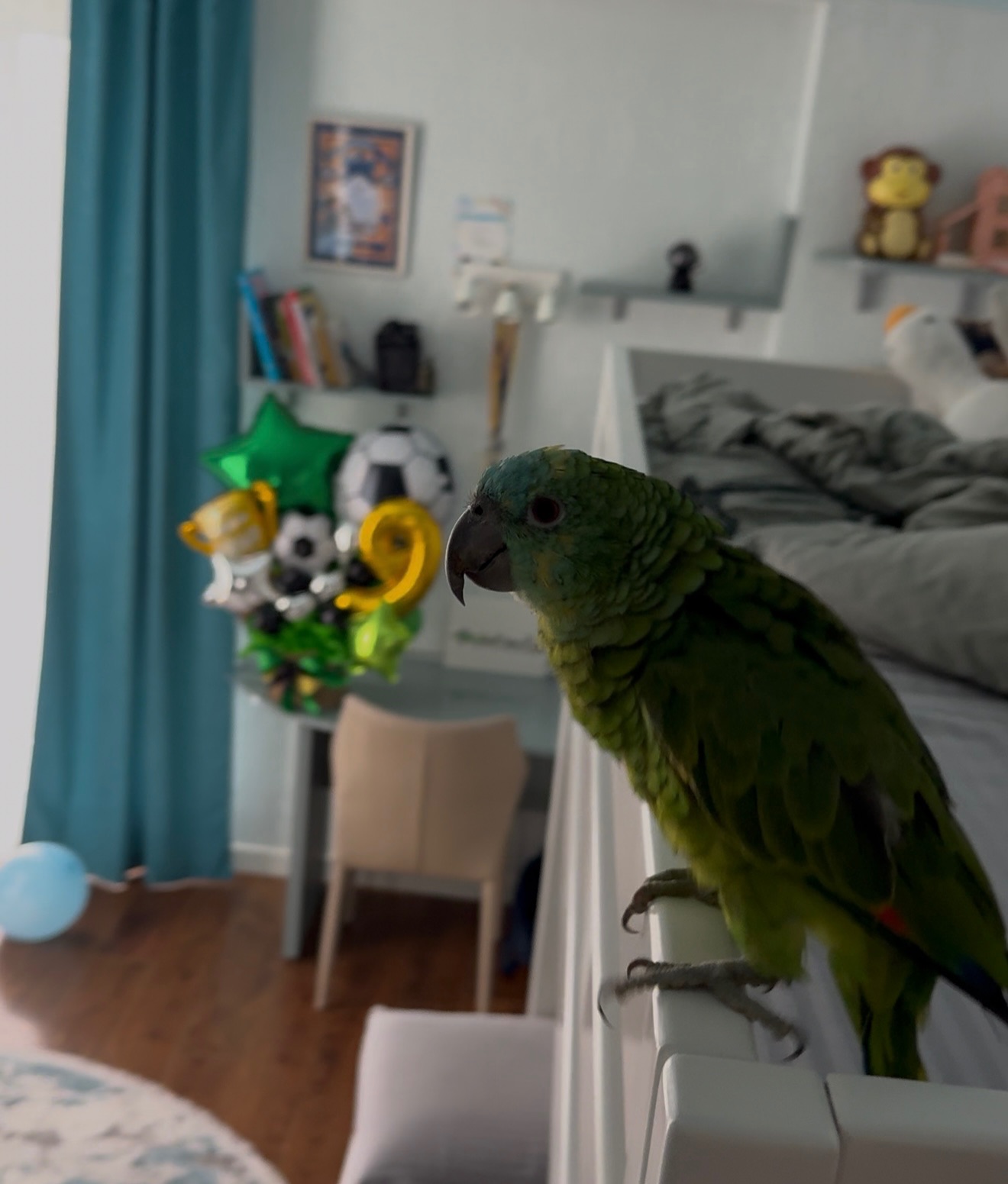 Продам папугу Амазон