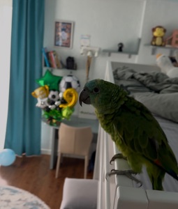 Продам папугу Амазон