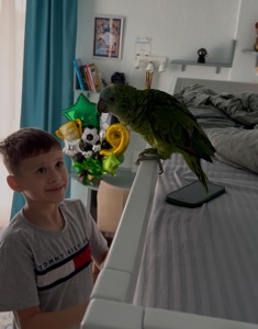 Продам папугу Амазон