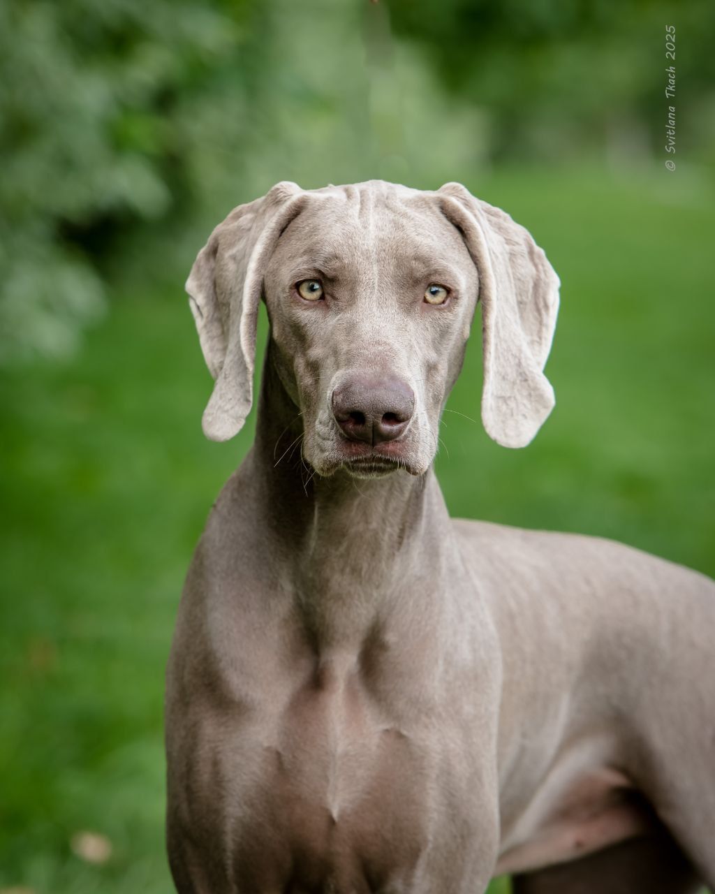 Веймарская легавая девочка