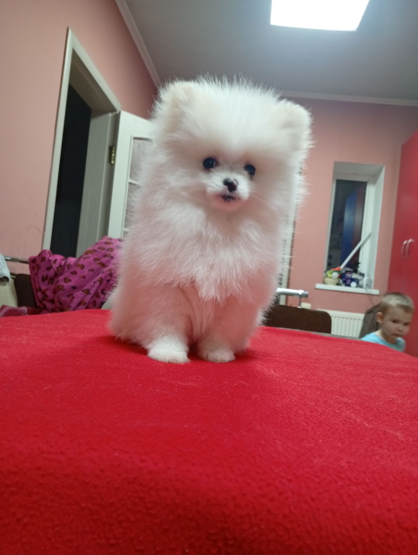 Щенки померанського шпіца