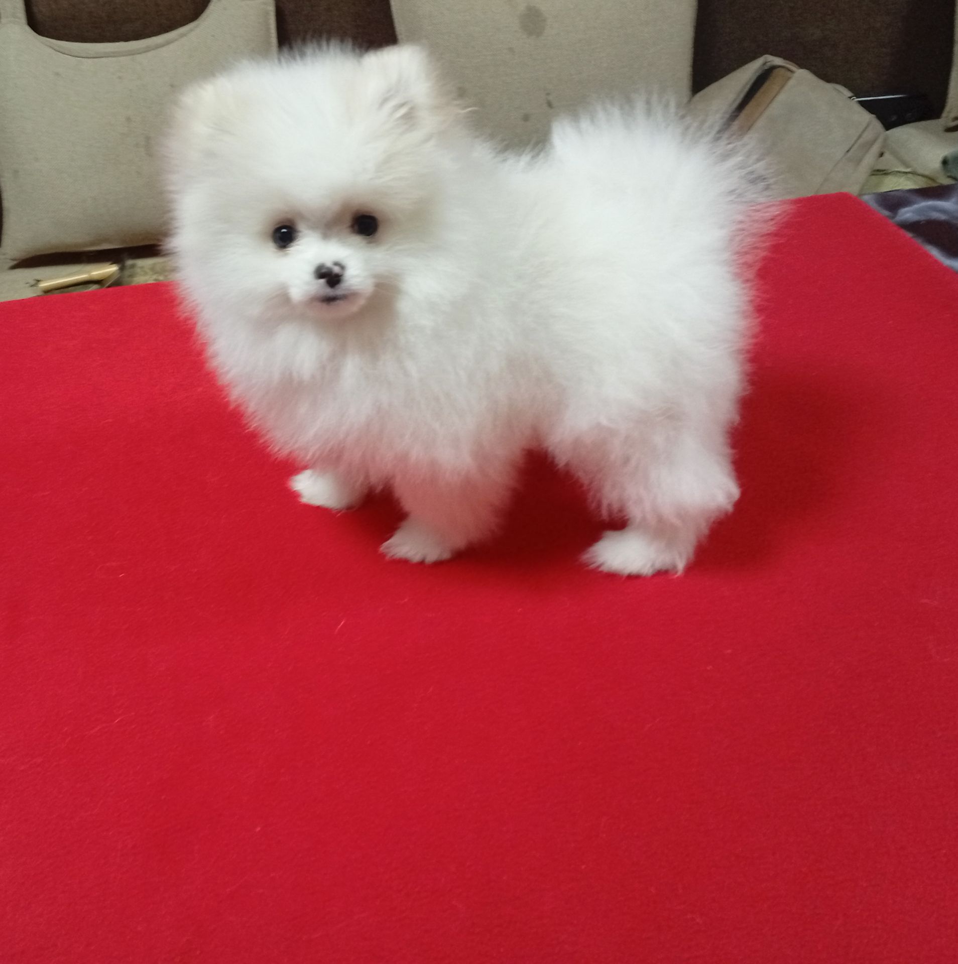 Щенки померанського шпіца