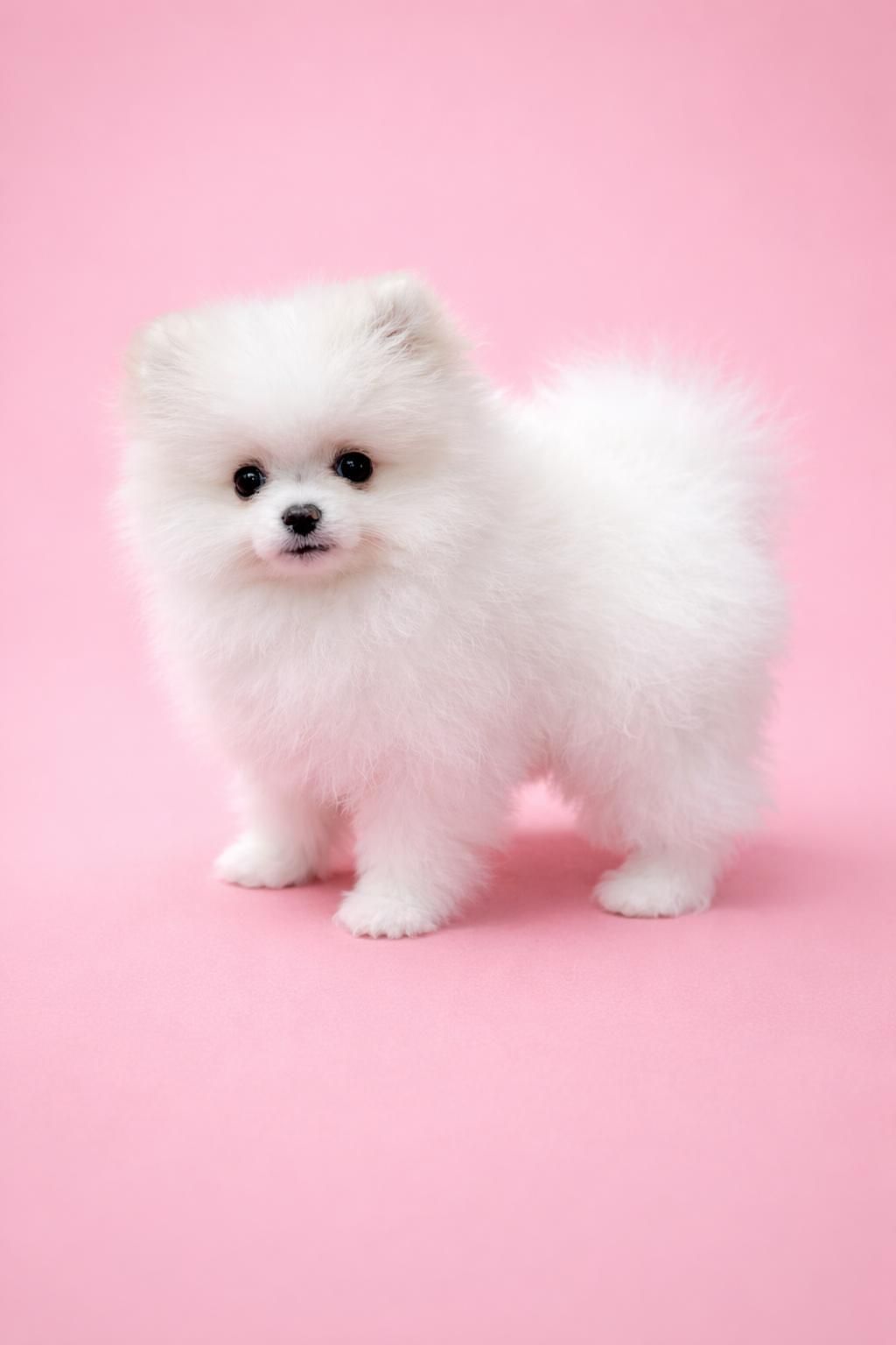 Щенки померанського шпіца