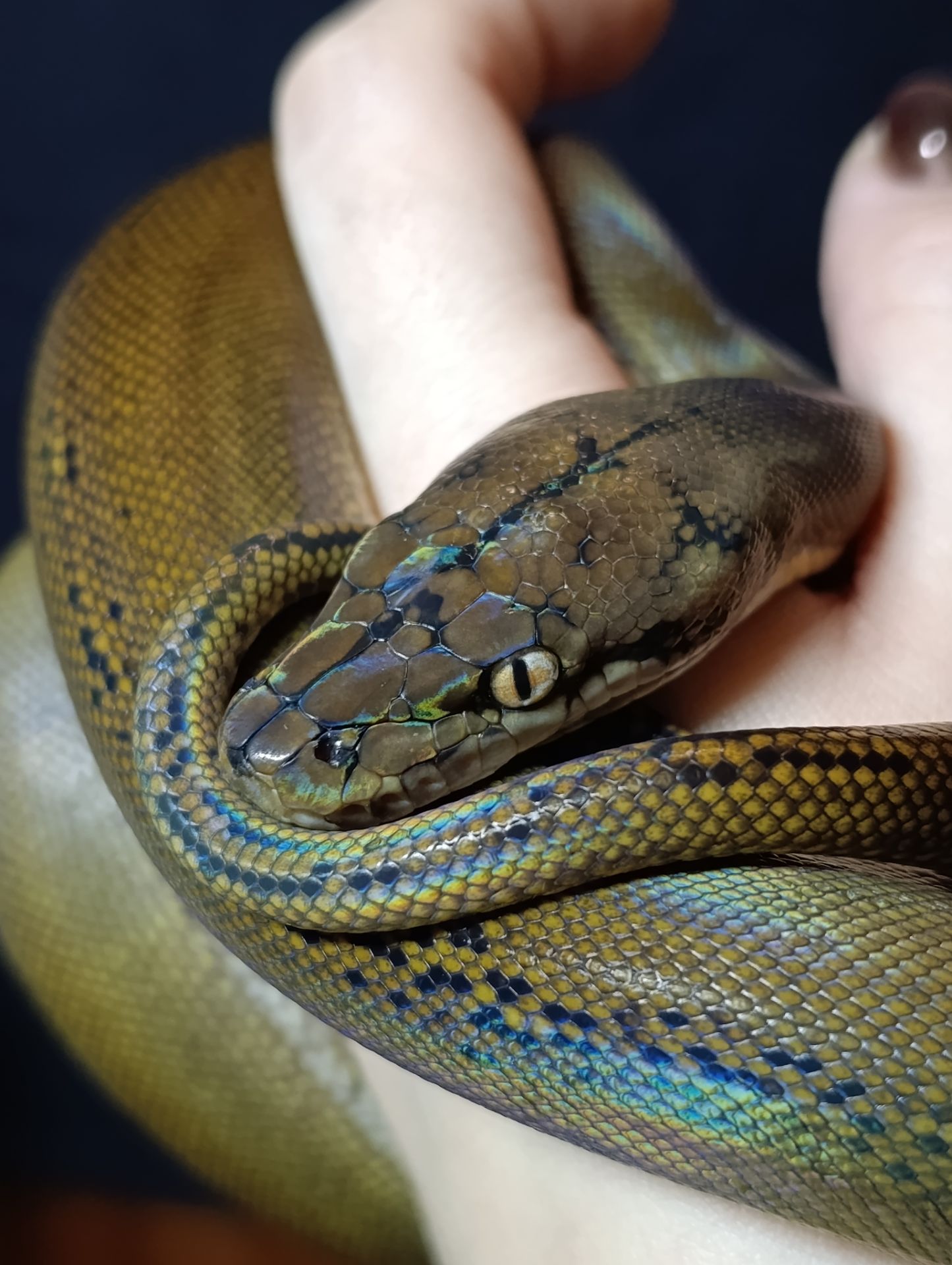 Сітчасті пітони карлики