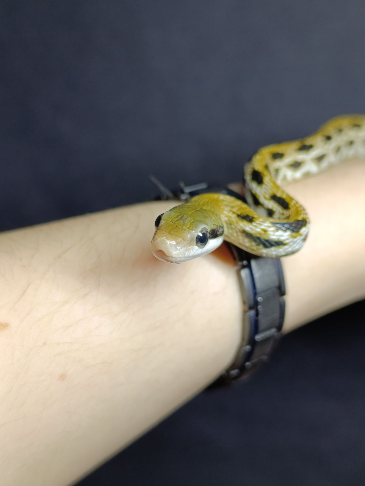 Полози, молочні змії, удави, пітони