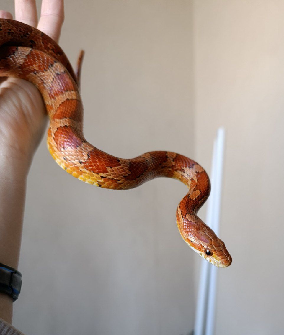 Маїсовий полоз морфний