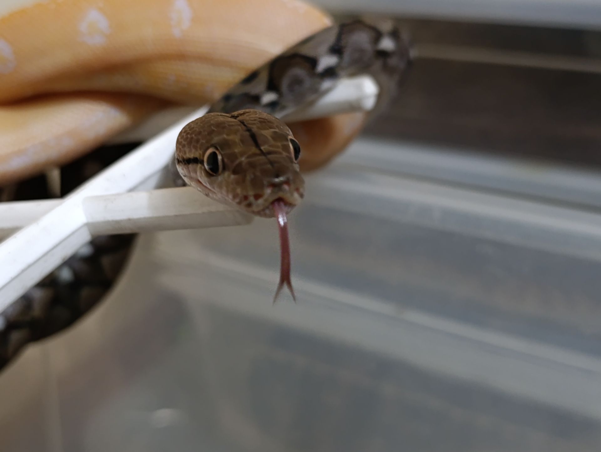 Сітчасті пітони карлики