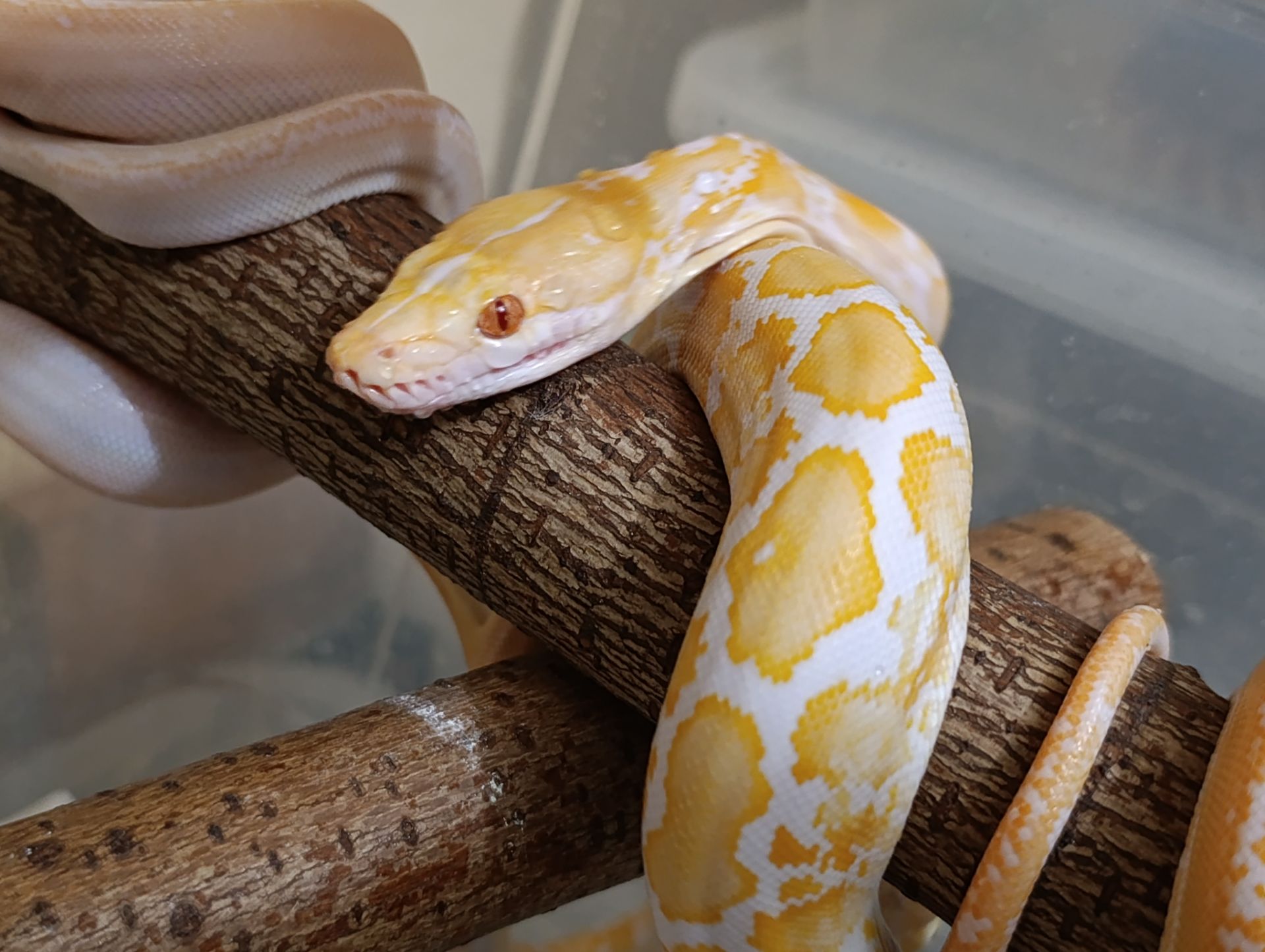 Сітчасті пітони карлики