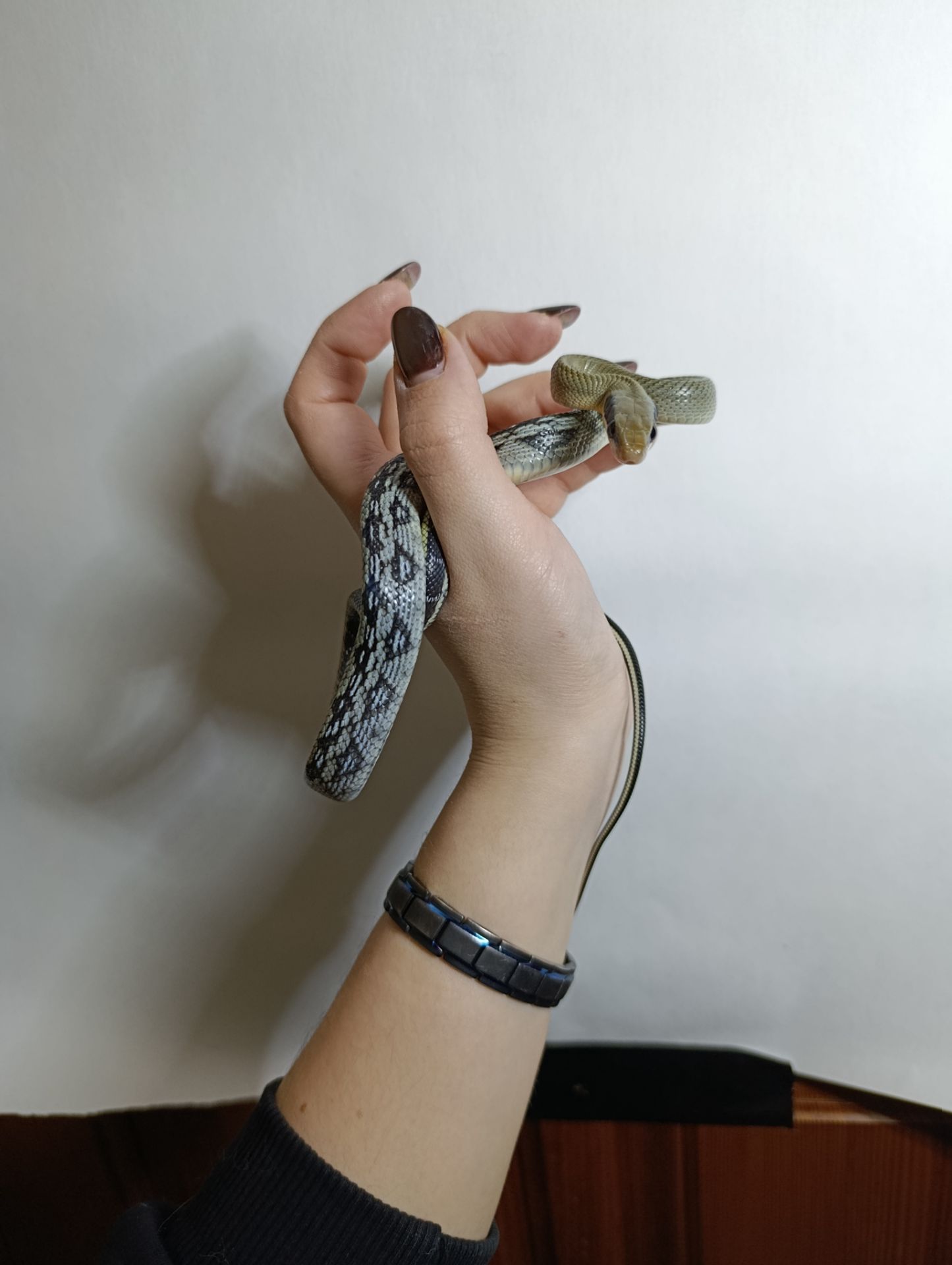 Тонкохвостий полоз Blue beauty