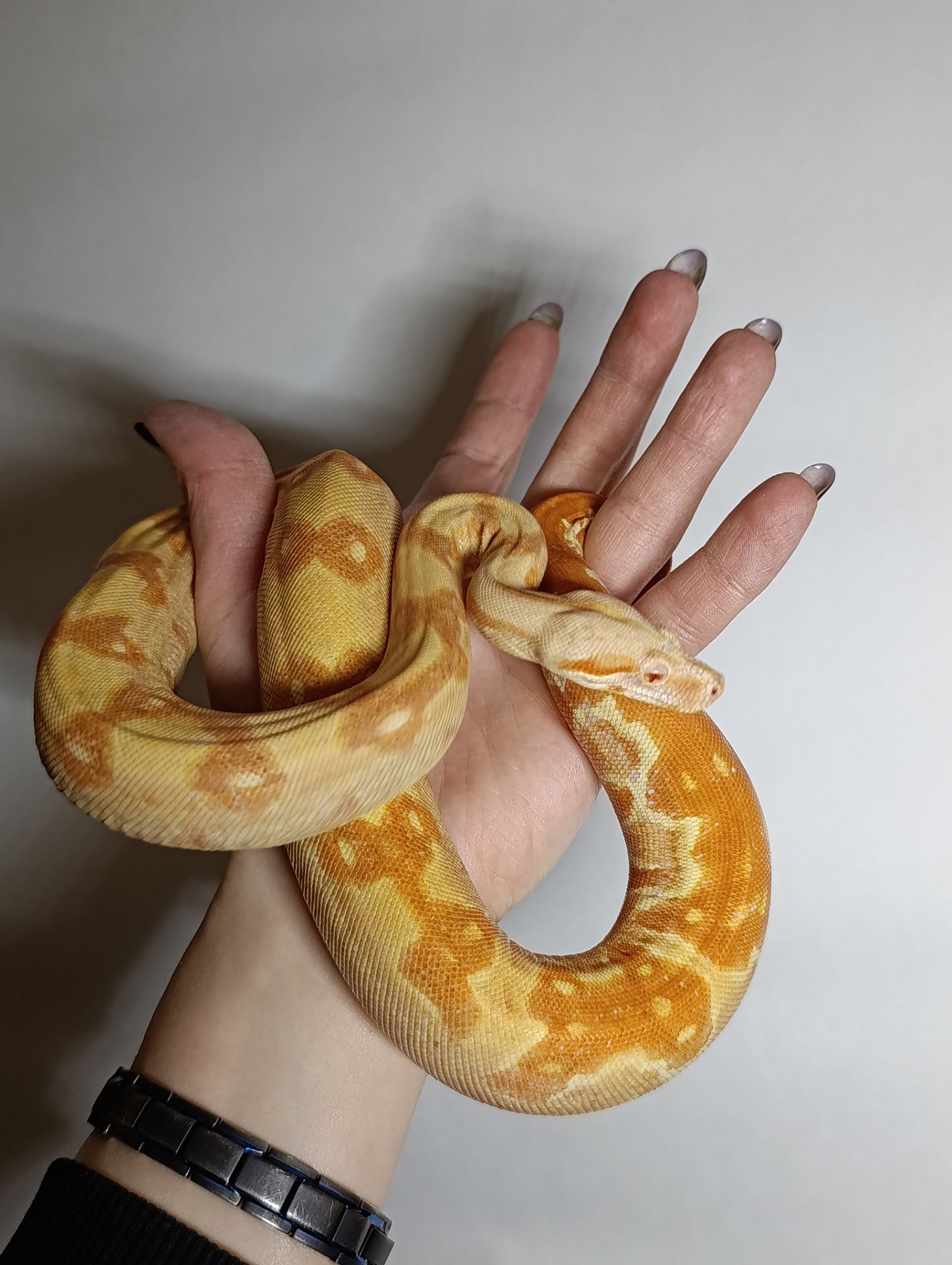 Імператорський удав альбінос