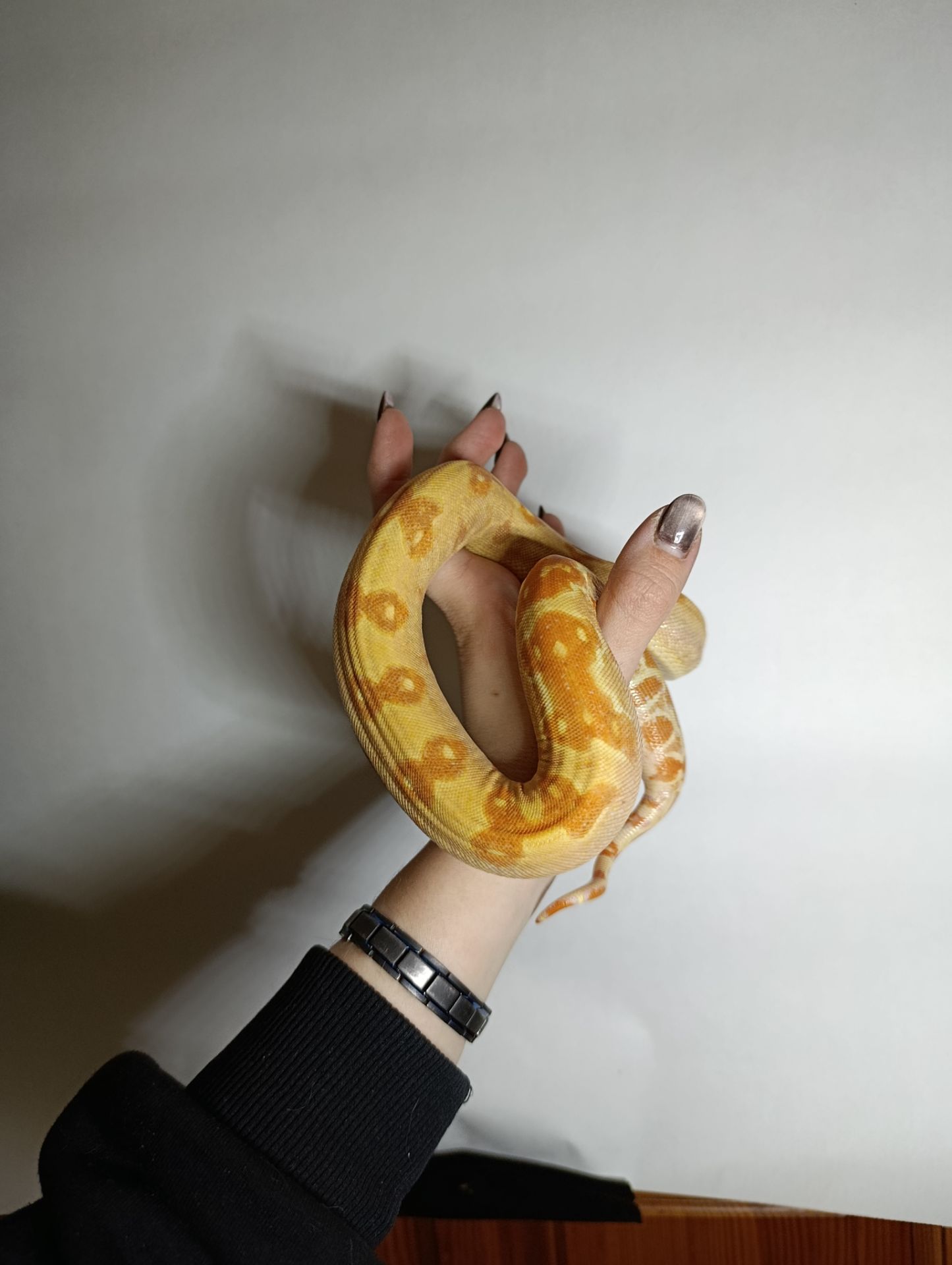 Імператорський удав альбінос