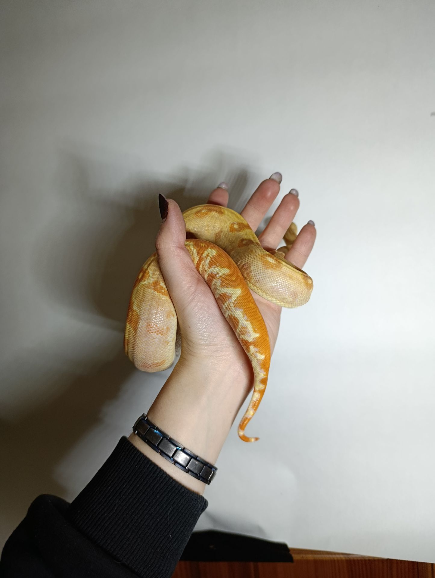 Імператорський удав альбінос