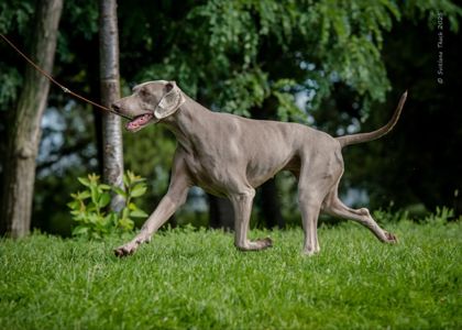 Веймарская легавая девочка