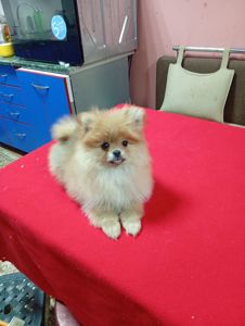 Щенки померанського шпіца