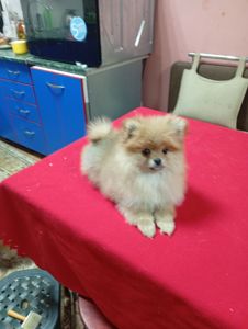 Щенки померанського шпіца