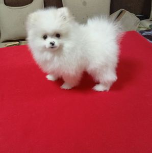 Щенки померанського шпіца