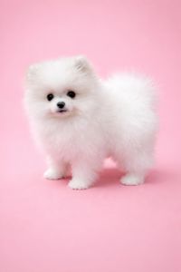 Щенки померанського шпіца