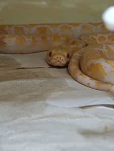 Сітчасті пітони карлики