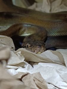 Сітчасті пітони карлики