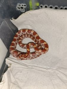 Маїсовий полоз морфний