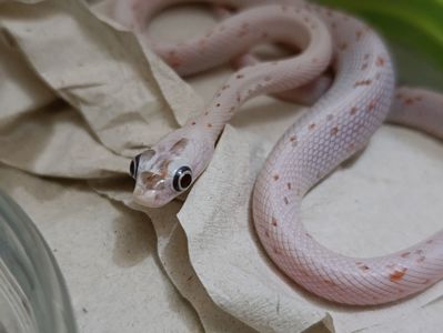 Полози, молочні змії, удави, пітони