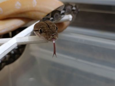 Сітчасті пітони карлики