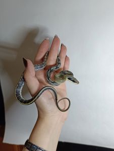 Тонкохвостий полоз Blue beauty