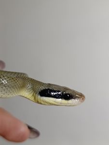 Тонкохвостий полоз Blue beauty