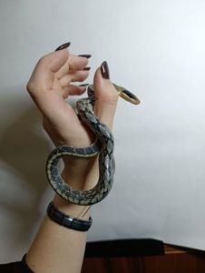 Тонкохвостий полоз Blue beauty