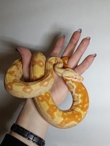 Полози, молочні змії, удави, пітони