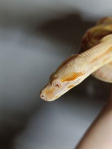 Імператорський удав альбінос