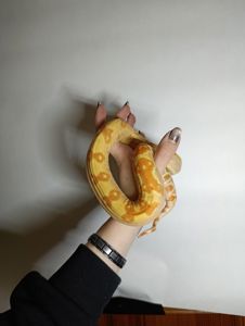 Імператорський удав альбінос