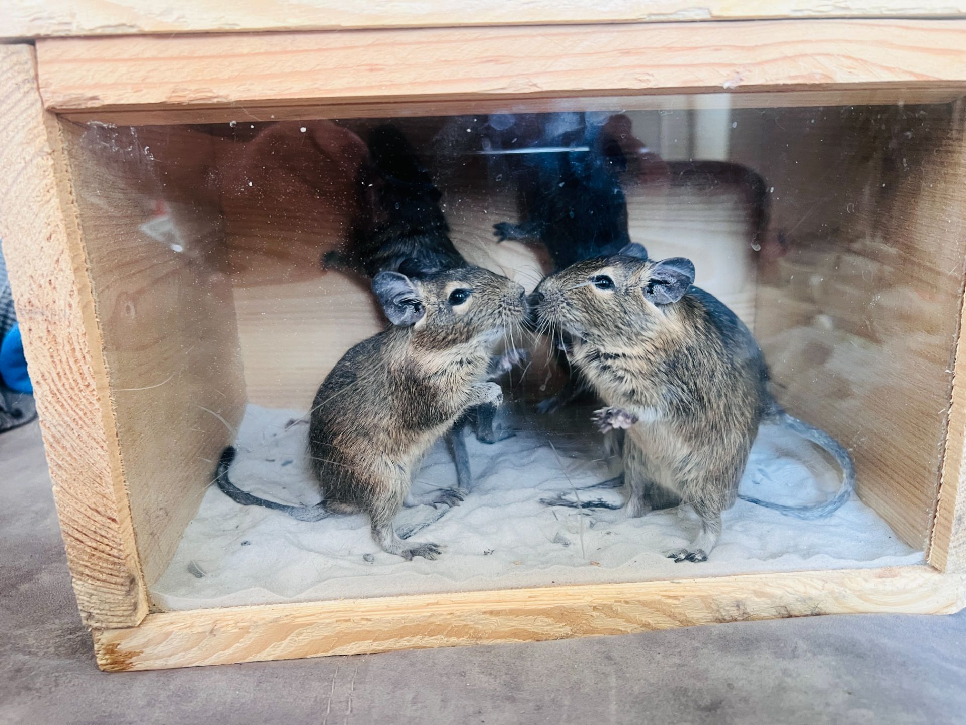 Чилійські білочки (дегу)