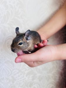 Чилійські білочки (дегу)