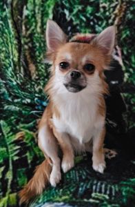 Продам цуценята чихуахуа