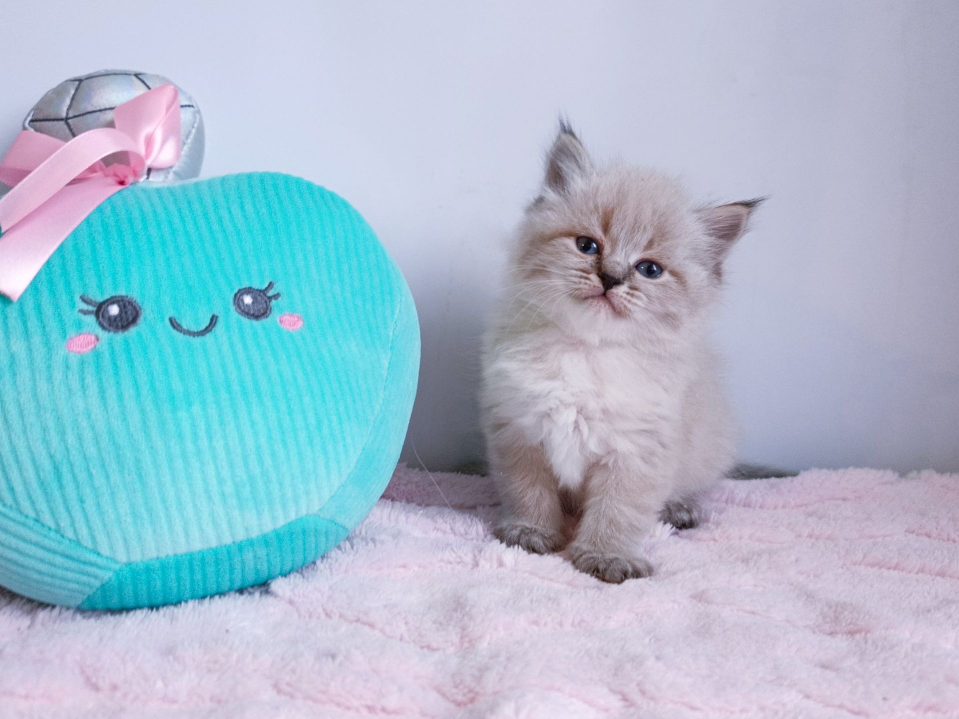 Невська маскарадна дівчинка з документами Capella