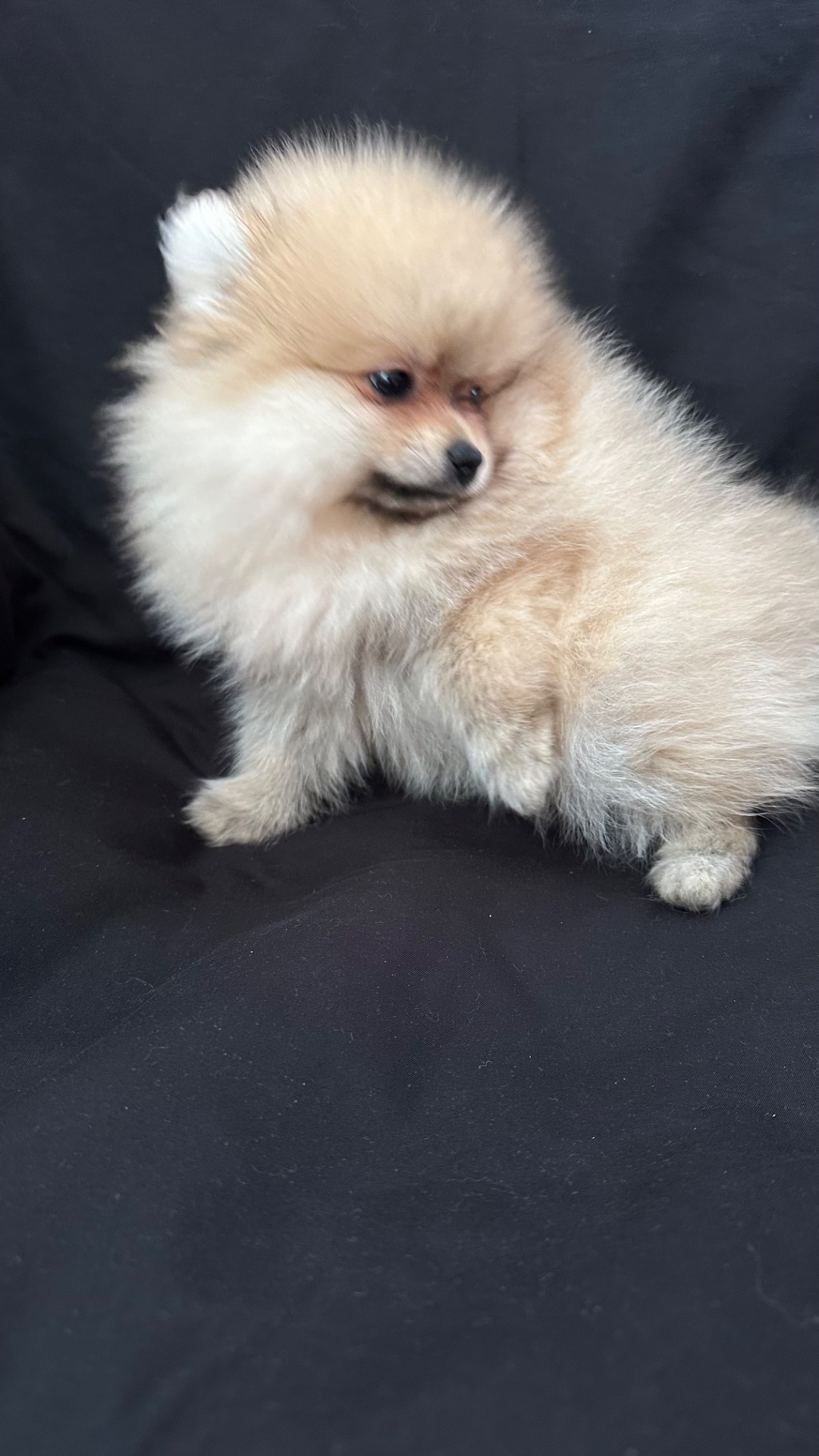 Хлопчик мінік померанського шпіца