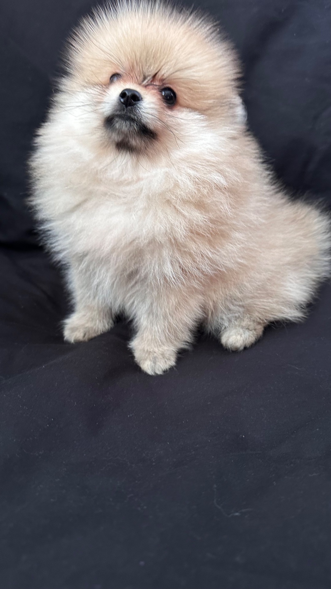 Хлопчик мінік померанського шпіца