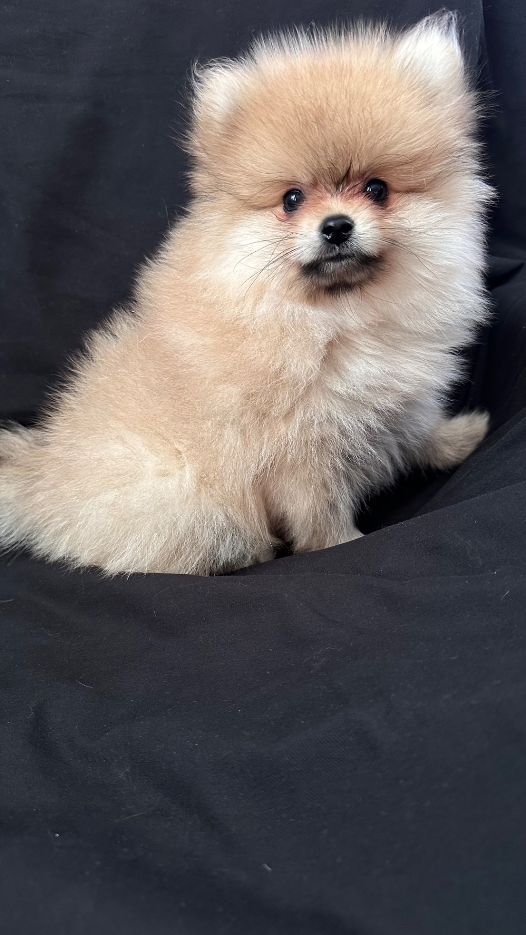 Хлопчик мінік померанського шпіца